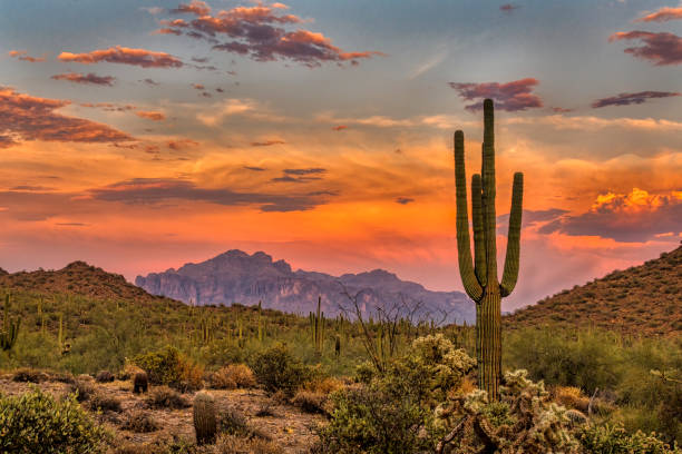 Sonoran Desert Sunset